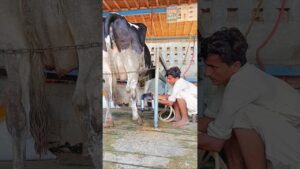 #new #modern #technology #everyday #milking #video #india #pakistan #usa #uk