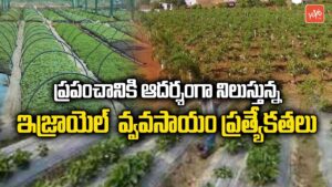 Amazing Facts About Israel Agriculture Technology In Telugu | India | YOYO TV Channel