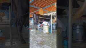 #dairy #dairyfarming #modern #dairyindustry #cow #milk #new #technology #india #pakistan
