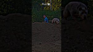 PITBULL 😱#dog #facts #ai #technology #viralvideo #reels #youtubeshorts #usa #india #ytshorts #yt
