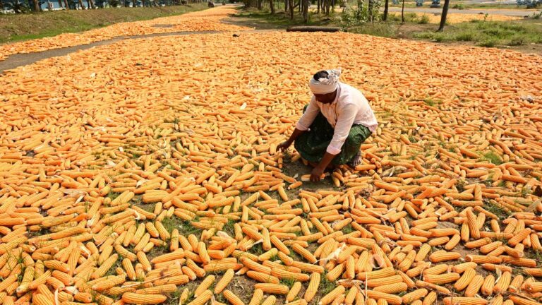 Cheaper crude, dearer ethanol: India’s maize bind