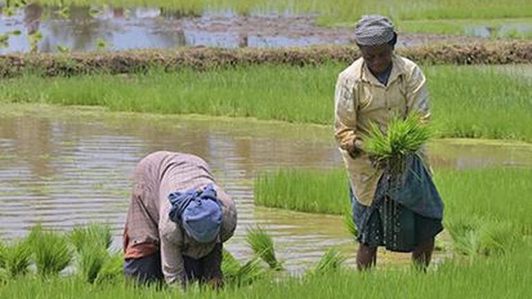 From weather forecasts to farm decisions: How climate intelligence can build india’s agricultural resilience